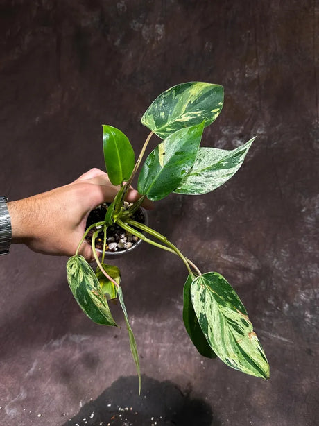 Philodendron Emerald Queen Variegated Live Plant - Super Rare Aroid Potted Plant -Collector’s Tropical Plant- EXACT Same Plant - US Seller