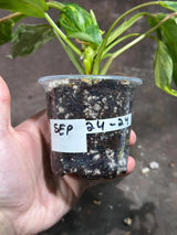 Philodendron Emerald Queen Variegated Live Plant - Super Rare Aroid Potted Plant -Collector’s Tropical Plant- EXACT Same Plant - US Seller