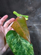 Variegated Philodendron Strawberry Shake Exact Live Plant - Rare Collector Plant - Gift Indoor Bright Pink - Exotic Plants - US Seller