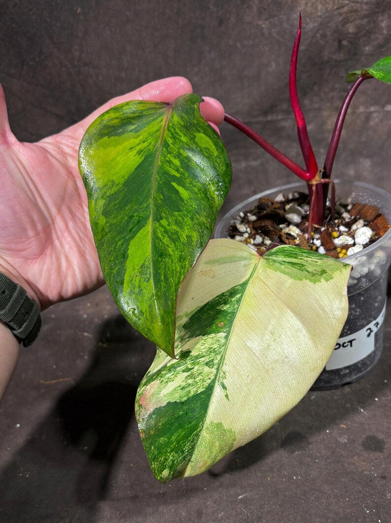 Variegated Philodendron Strawberry Shake Exact Live Plant - Rare Collector Plant - Gift Indoor Bright Pink - Exotic Plants - US Seller