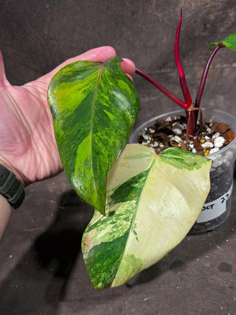 Variegated Philodendron Strawberry Shake Exact Live Plant - Rare Collector Plant - Gift Indoor Bright Pink - Exotic Plants - US Seller
