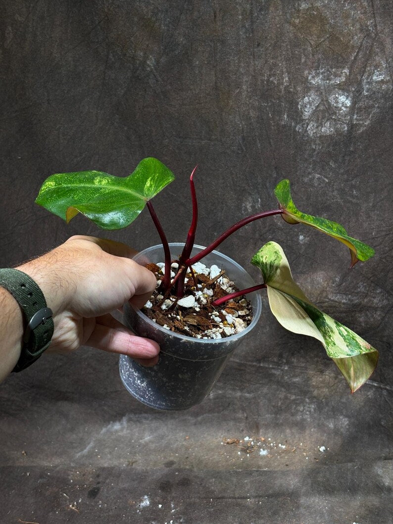 Variegated Philodendron Strawberry Shake Exact Live Plant - Rare Collector Plant - Gift Indoor Bright Pink - Exotic Plants - US Seller