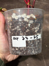 Variegated Philodendron Strawberry Shake Exact Live Plant - Rare Collector Plant - Gift Indoor Bright Pink - Exotic Plants - US Seller