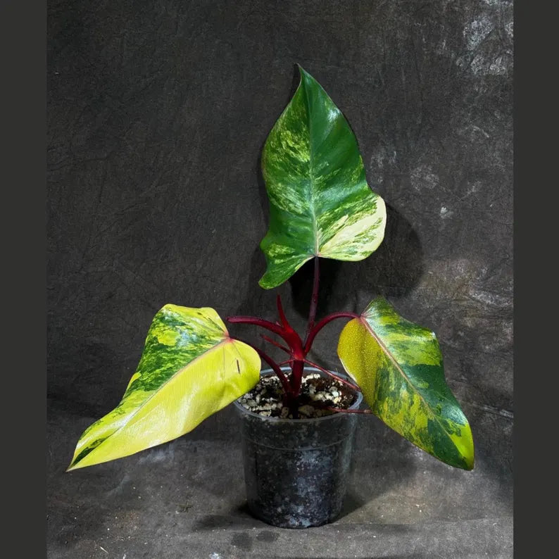 Variegated Philodendron Strawberry Shake Exact Live Plant - Rare Collector Plant - Gift Indoor Bright Pink - Exotic Plants - US Seller