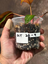 Philodendron Orange Princess Live Plant - Home Decor - Rare Collector Plant - Easy Indoor Houseplant Gift - Exact Plant - US Seller