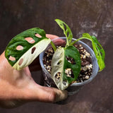 Variegated White Monstera Adansonii Albo Live Plant - Half-Moon Leaf Swiss Cheese Plant - Rare Collector Plant - Exact Same Plant -US Seller