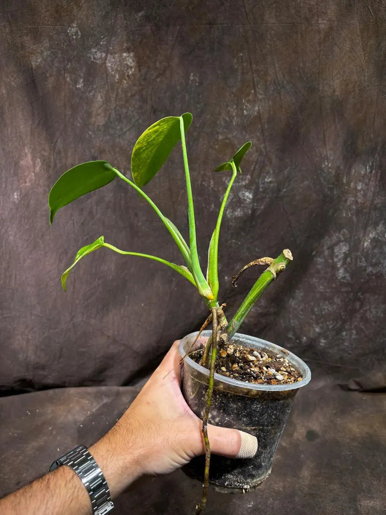Monstera Aurea Variegated Borsigiana in a Nursery Pot - Monstera Aurea Top Cut Potted Plant - Monstera Marmota - Same Plant - US Seller