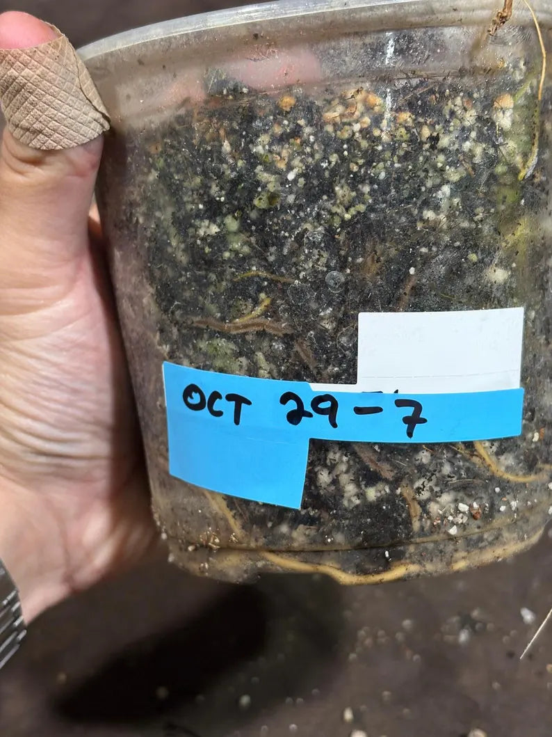 Monstera Aurea Variegated Borsigiana in a Nursery Pot - Monstera Aurea Top Cut Potted Plant - Monstera Marmota - Same Plant - US Seller