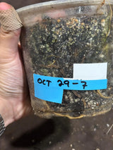 Monstera Aurea Variegated Borsigiana in a Nursery Pot - Monstera Aurea Top Cut Potted Plant - Monstera Marmota - Same Plant - US Seller