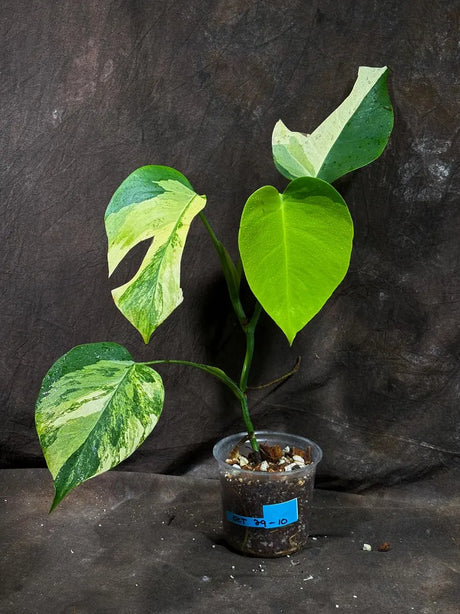 Monstera Aurea Variegated Borsigiana in a Nursery Pot - Monstera Aurea Top Cut Potted Plant - Monstera Marmota - Same Plant - US Seller