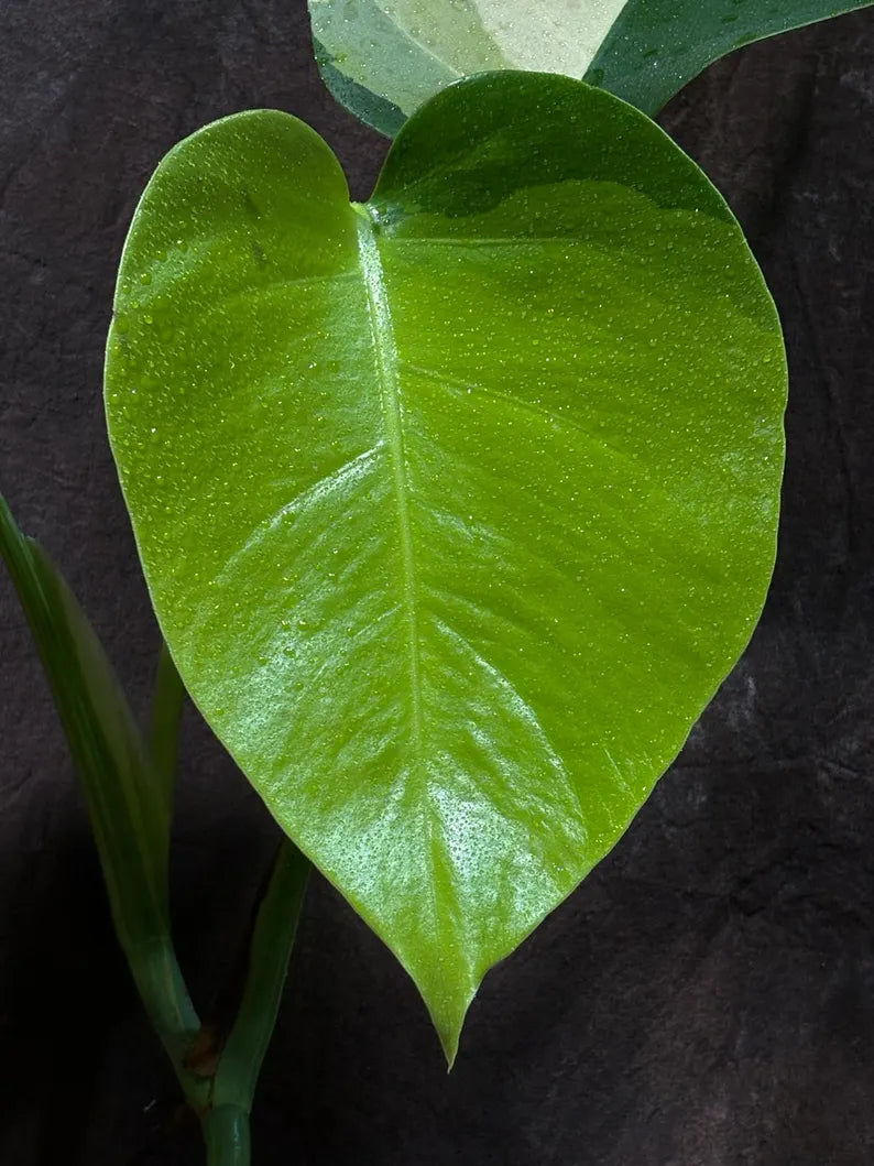 Monstera Aurea Variegated Borsigiana in a Nursery Pot - Monstera Aurea Top Cut Potted Plant - Monstera Marmota - Same Plant - US Seller