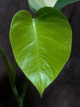 Monstera Aurea Variegated Borsigiana in a Nursery Pot - Monstera Aurea Top Cut Potted Plant - Monstera Marmota - Same Plant - US Seller