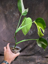 Monstera Aurea Variegated Borsigiana in a Nursery Pot - Monstera Aurea Top Cut Potted Plant - Monstera Marmota - Same Plant - US Seller
