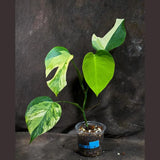 Monstera Aurea Variegated Borsigiana in a Nursery Pot - Monstera Aurea Top Cut Potted Plant - Monstera Marmota - Same Plant - US Seller