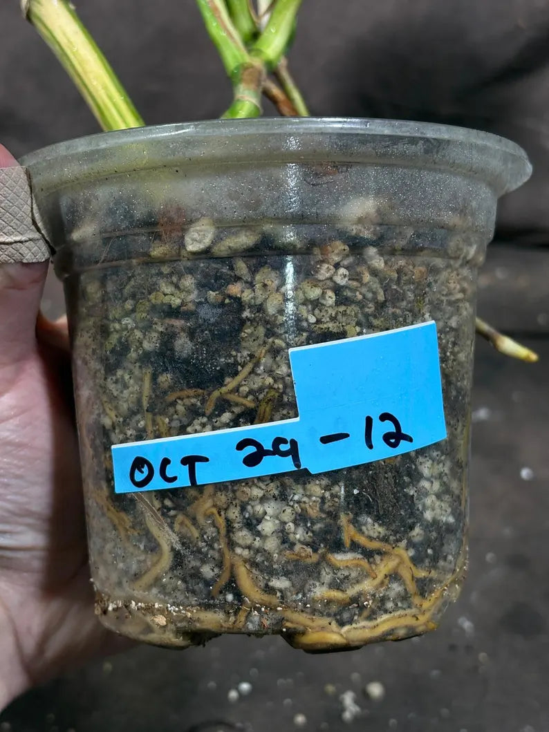 Variegated Monstera Albo Plant - Rare Indoor Plant - White Monstera Borsigiana Albo Baby Leaf Plant - Albo Monstera - EXACT Plant- US Seller