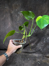 Variegated Monstera Albo Plant - Rare Indoor Plant - White Monstera Borsigiana Albo Baby Leaf Plant - Albo Monstera - EXACT Plant- US Seller
