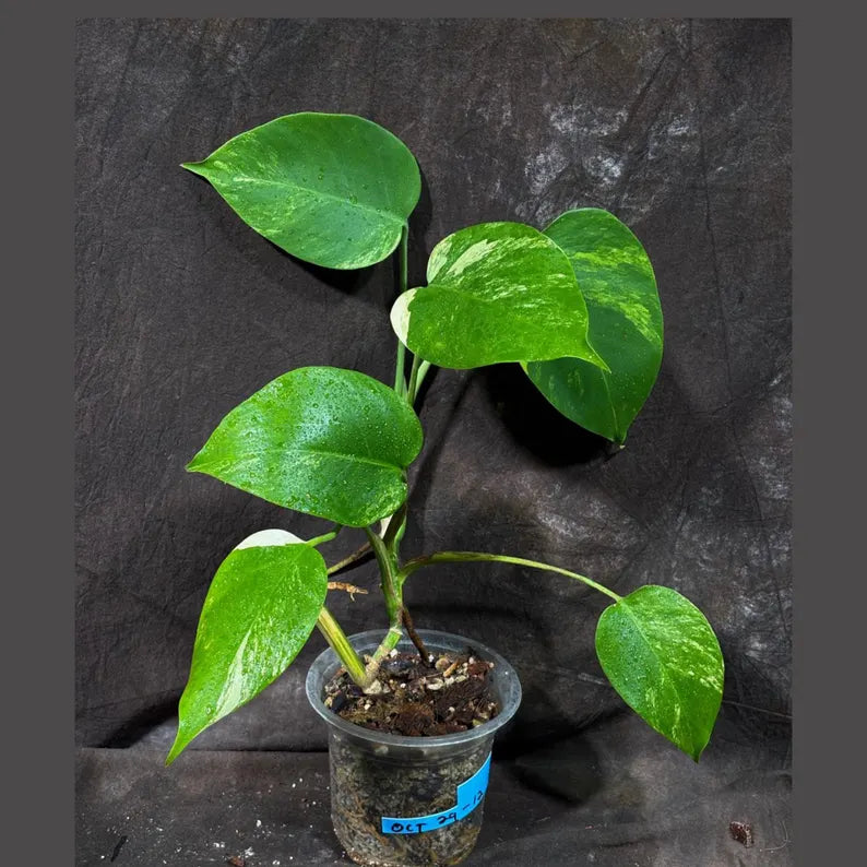 Variegated Monstera Albo Plant - Rare Indoor Plant - White Monstera Borsigiana Albo Baby Leaf Plant - Albo Monstera - EXACT Plant- US Seller