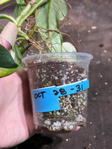 Variegated Philodendron Bipennifolium in a Nursery Pot - Bipennifolium Mature Plant - Collector's Aroid - Exact SAME Live Plant - US Seller