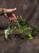 Variegated Philodendron Bipennifolium in a Nursery Pot - Bipennifolium Mature Plant - Collector's Aroid - Exact SAME Live Plant - US Seller