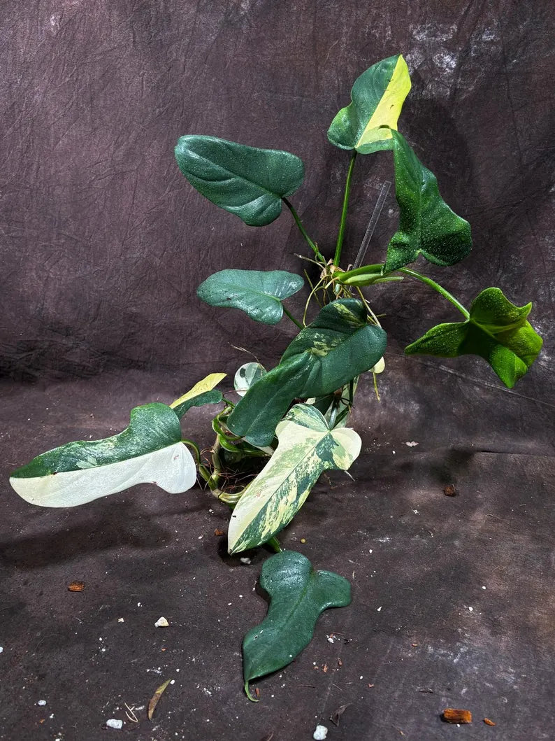 Variegated Philodendron Bipennifolium in a Nursery Pot - Bipennifolium Mature Plant - Collector's Aroid - Exact SAME Live Plant - US Seller