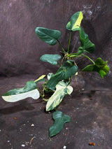 Variegated Philodendron Bipennifolium in a Nursery Pot - Bipennifolium Mature Plant - Collector's Aroid - Exact SAME Live Plant - US Seller
