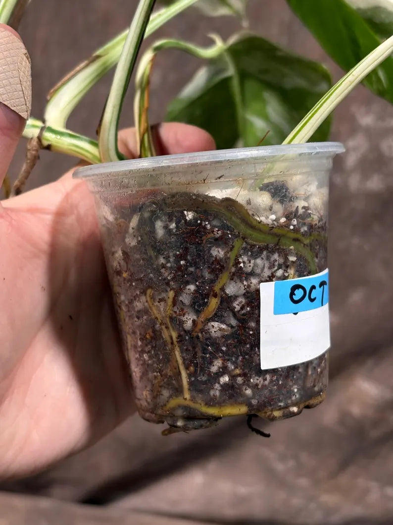 Variegated Monstera Albo EXACT Live Plant - Rare Indoor White Monstera Albo Borsigiana Plant - Albo Monstera Mature Plant - US Seller