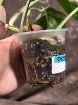 Variegated Monstera Albo EXACT Live Plant - Rare Indoor White Monstera Albo Borsigiana Plant - Albo Monstera Mature Plant - US Seller