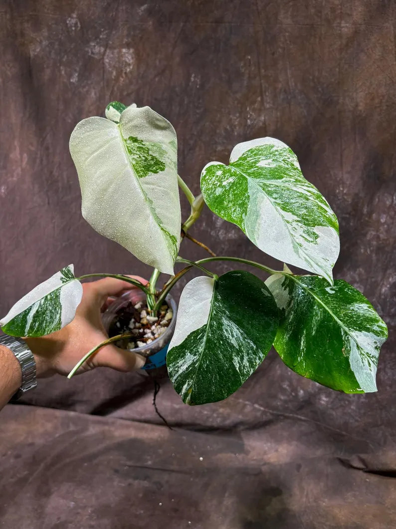 Variegated Monstera Albo EXACT Live Plant - Rare Indoor White Monstera Albo Borsigiana Plant - Albo Monstera Mature Plant - US Seller