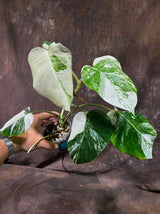 Variegated Monstera Albo EXACT Live Plant - Rare Indoor White Monstera Albo Borsigiana Plant - Albo Monstera Mature Plant - US Seller