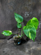 Monstera Aurea Variegated Borsigiana Live Plant - Monstera Aurea Mature Plant - Monstera Marmota Gift Plant - EXACT Same Plant - US Seller