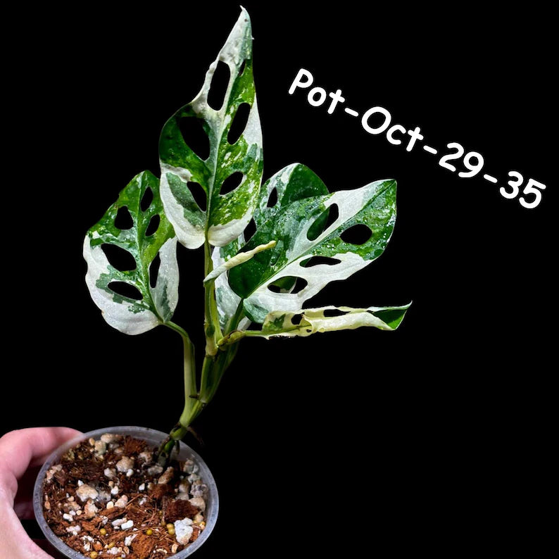 Variegated Monstera Adansonii Albo Plant Live - Rare Swiss Cheese EXACT Same Plant - Half-Moon Leaf - Collector's Aroid - US Seller