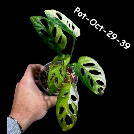 Variegated Monstera Adansonii Albo Plant Live - Rare Swiss Cheese EXACT Same Plant - Half-Moon Leaf - Collector's Aroid - US Seller