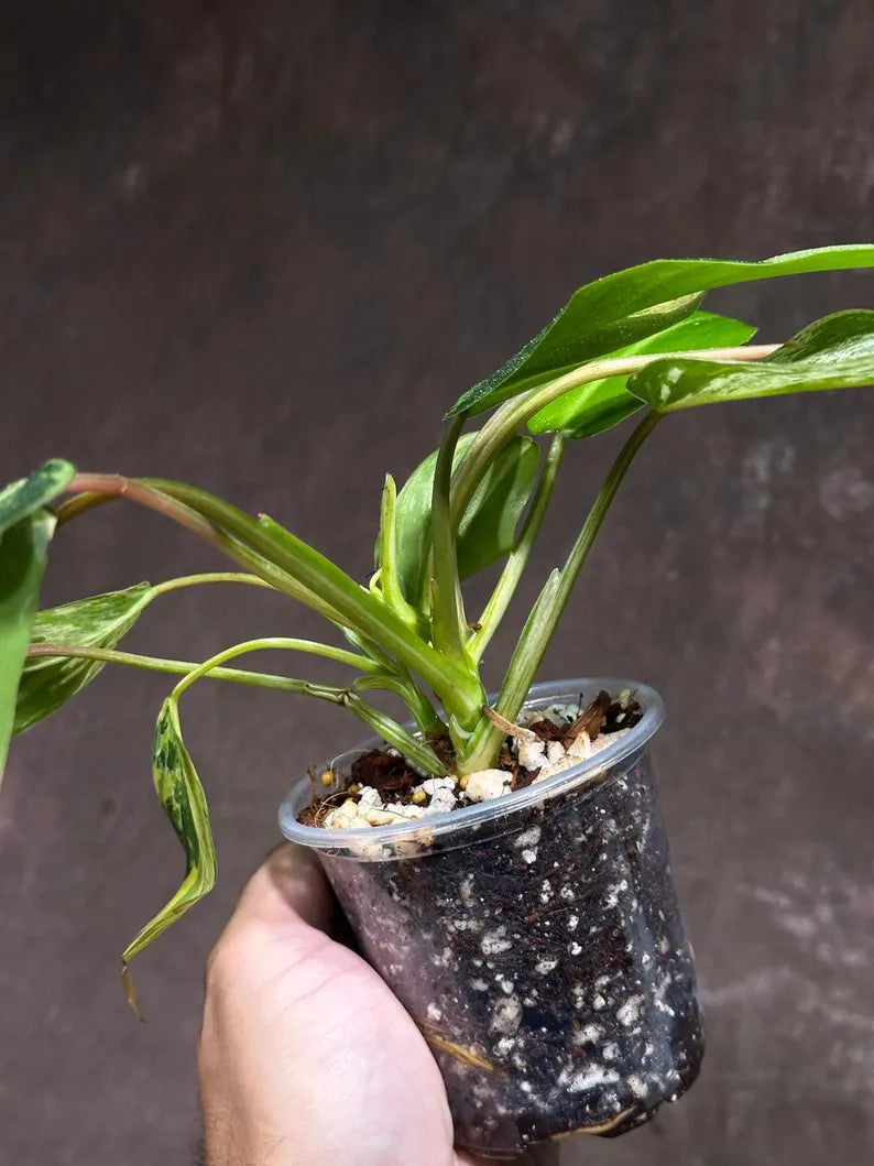 Philodendron Emerald Queen Variegated Live Plant - Super Rare Aroid Potted Plant -Collector’s Tropical Plant- EXACT Same Plant - US Seller