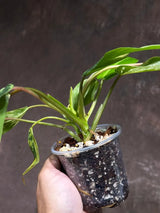 Philodendron Emerald Queen Variegated Live Plant - Super Rare Aroid Potted Plant -Collector’s Tropical Plant- EXACT Same Plant - US Seller