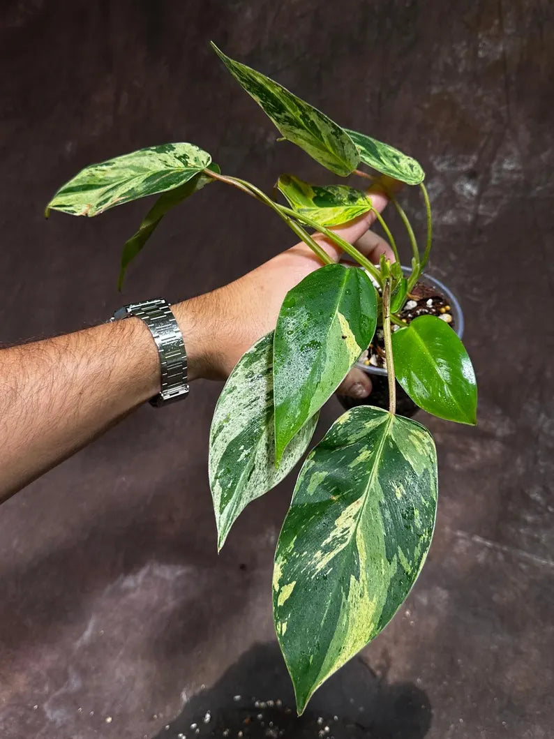 Philodendron Emerald Queen Variegated Live Plant - Super Rare Aroid Potted Plant -Collector’s Tropical Plant- EXACT Same Plant - US Seller
