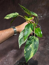 Philodendron Emerald Queen Variegated Live Plant - Super Rare Aroid Potted Plant -Collector’s Tropical Plant- EXACT Same Plant - US Seller