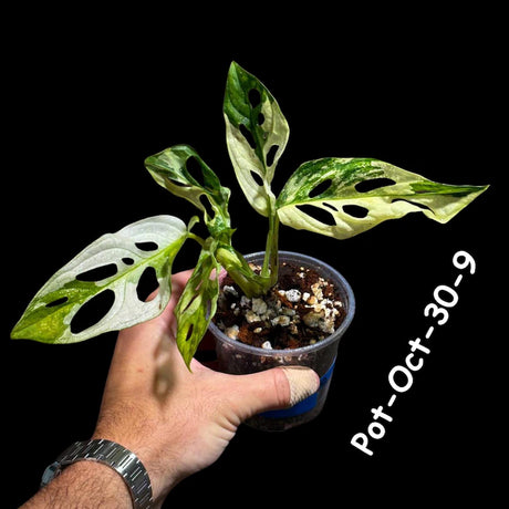 Variegated Monstera Adansonii Albo Plant Live - Rare Swiss Cheese EXACT Same Plant - Half-Moon Leaf - Collector's Aroid - US Seller
