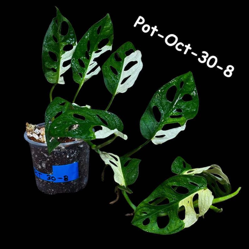 Variegated Monstera Adansonii Albo Plant Live - Rare Swiss Cheese EXACT Same Plant - Half-Moon Leaf - Collector's Aroid - US Seller