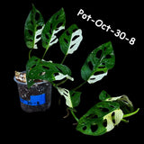 Variegated Monstera Adansonii Albo Plant Live - Rare Swiss Cheese EXACT Same Plant - Half-Moon Leaf - Collector's Aroid - US Seller