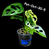 Variegated Monstera Adansonii Albo Plant Live - Rare Swiss Cheese EXACT Same Plant - Half-Moon Leaf - Collector's Aroid - US Seller