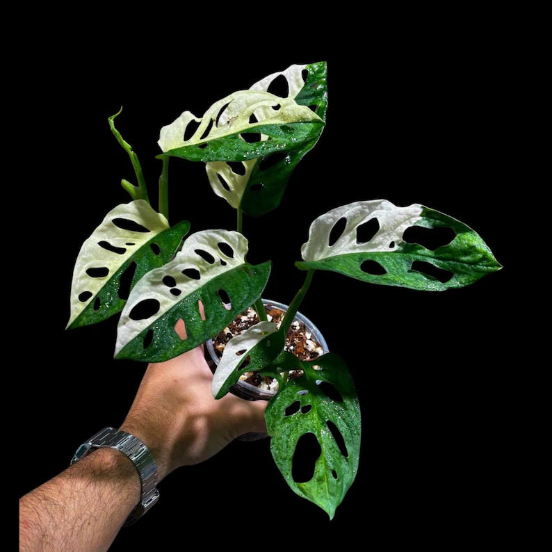 Variegated Monstera Adansonii Albo Plant Live - Rare Swiss Cheese EXACT Same Plant - Half-Moon Leaf - Collector's Aroid - US Seller