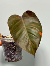 RARE Philodendron Orange Princess in a Nursery Pot - Orange Princess Marble Philodendron Live Plant - Same Potted Plant - US Seller