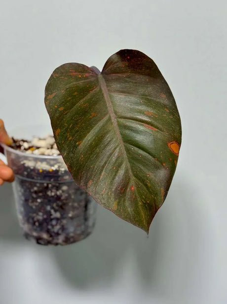 RARE Philodendron Orange Princess in a Nursery Pot - Orange Princess Marble Philodendron Live Plant - Same Potted Plant - US Seller