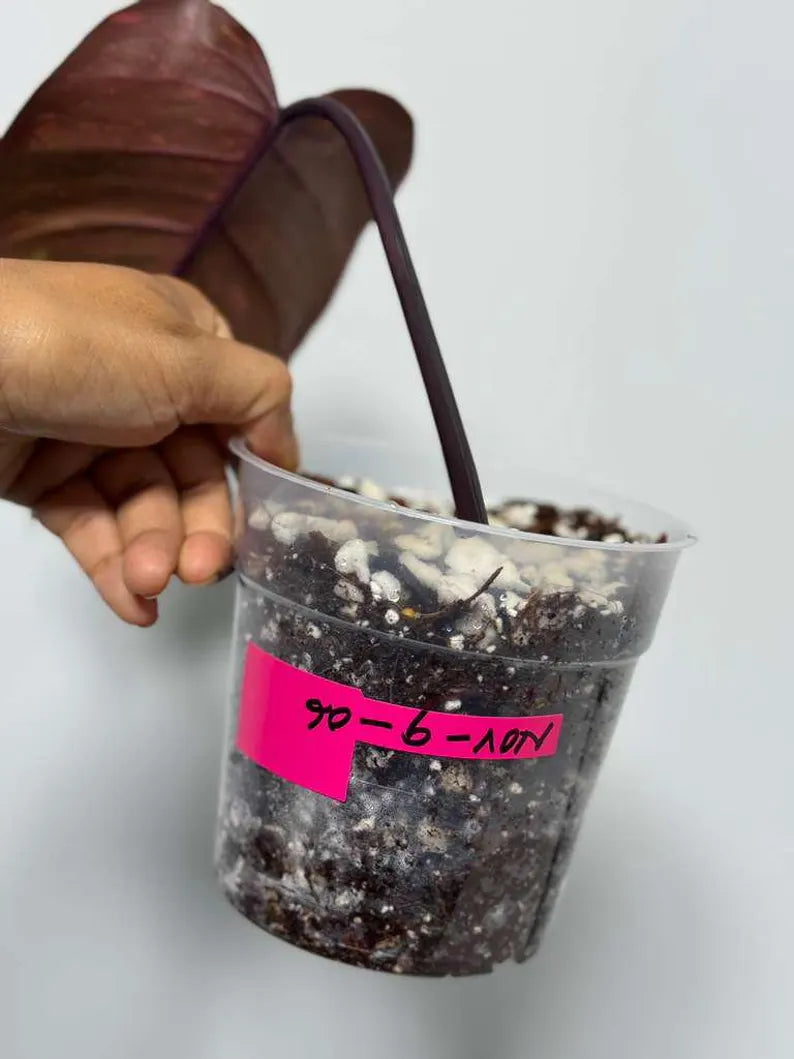 RARE Philodendron Orange Princess in a Nursery Pot - Orange Princess Marble Philodendron Live Plant - Same Potted Plant - US Seller