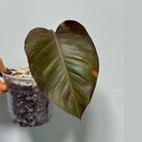RARE Philodendron Orange Princess in a Nursery Pot - Orange Princess Marble Philodendron Live Plant - Same Potted Plant - US Seller