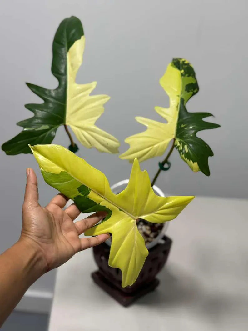 High Variegated Philodendron Golden Dragon Live Plant in a Nursery Pot - Collector Rare Indoor Plant - Exact SAME plant - US Seller