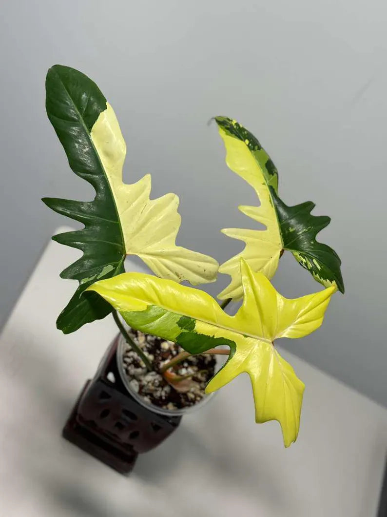 High Variegated Philodendron Golden Dragon Live Plant in a Nursery Pot - Collector Rare Indoor Plant - Exact SAME plant - US Seller