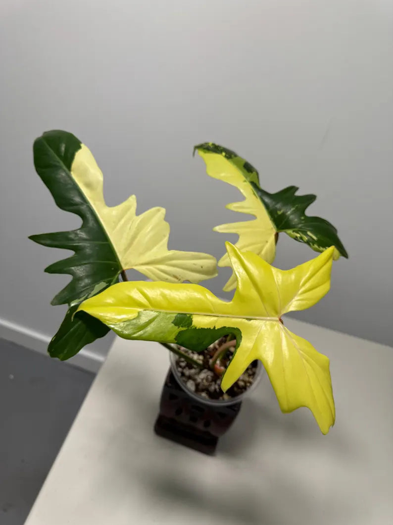 High Variegated Philodendron Golden Dragon Live Plant in a Nursery Pot - Collector Rare Indoor Plant - Exact SAME plant - US Seller