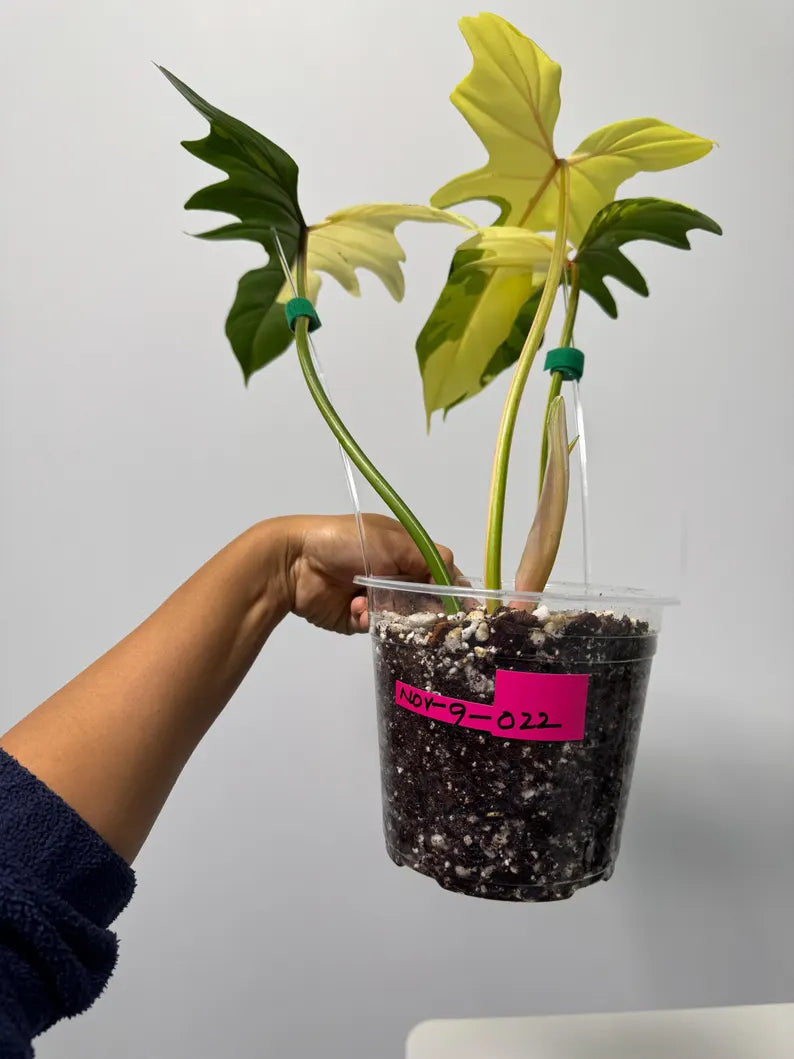 High Variegated Philodendron Golden Dragon Live Plant in a Nursery Pot - Collector Rare Indoor Plant - Exact SAME plant - US Seller