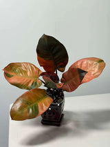 Variegated Black Cardinal Philodendron in a Nursery Pot - EXTREMELY Rare Collector Plant - Very Hard to come by - Indoor Plant - US Seller